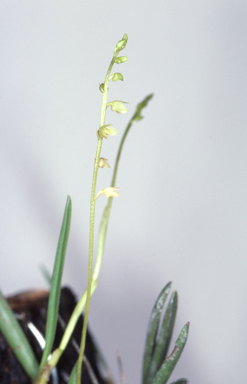 APII jpeg image of Bulbophyllum capillipes  © contact APII