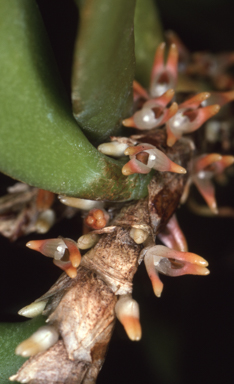 APII jpeg image of Bulbophyllum schillerianum  © contact APII