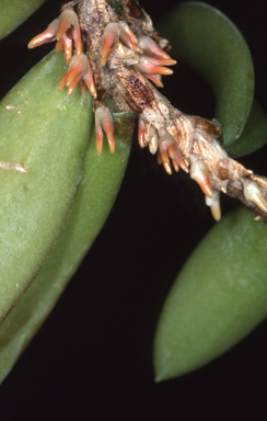 APII jpeg image of Bulbophyllum schillerianum  © contact APII