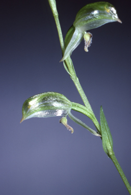 APII jpeg image of Bunochilus vitreus  © contact APII