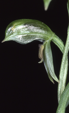 APII jpeg image of Bunochilus tenuis  © contact APII