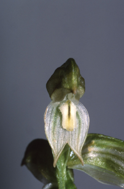 APII jpeg image of Bunochilus montanus  © contact APII