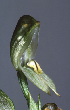 APII jpeg image of Bunochilus montanus  © contact APII