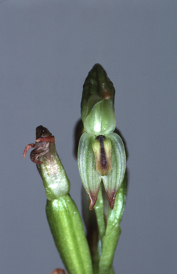 APII jpeg image of Bunochilus montanus  © contact APII