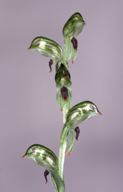 APII jpeg image of Bunochilus williamsonii  © contact APII
