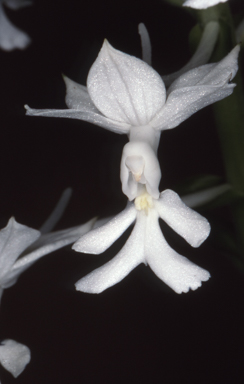 APII jpeg image of Calanthe australasica  © contact APII