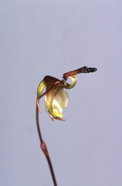 APII jpeg image of Caleana parvula  © contact APII