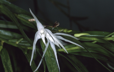 APII jpeg image of Grastidium tozerense  © contact APII