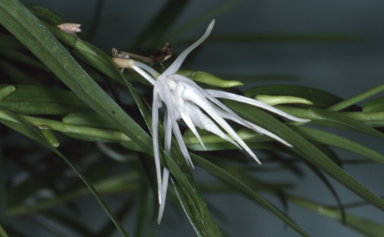 APII jpeg image of Grastidium tozerense  © contact APII