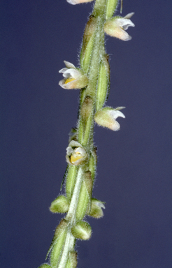 APII jpeg image of Hetaeria oblongifolia  © contact APII