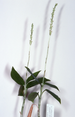 APII jpeg image of Hetaeria oblongifolia  © contact APII