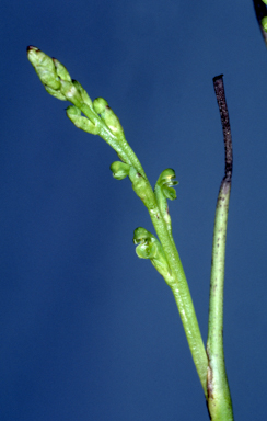 APII jpeg image of Hydrorchis orbicularis  © contact APII
