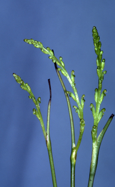 APII jpeg image of Hydrorchis orbicularis  © contact APII