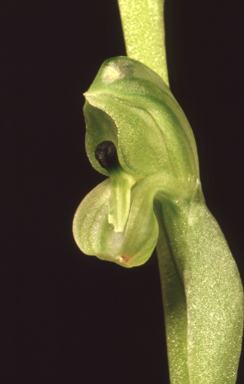 APII jpeg image of Pterostylis mutica  © contact APII