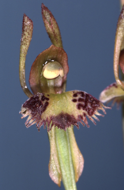 APII jpeg image of Leporella fimbriata  © contact APII