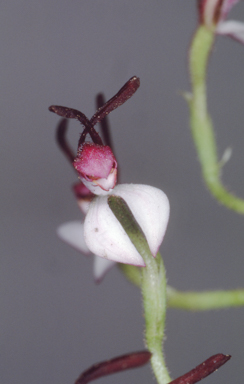 APII jpeg image of Leptoceras menziesii  © contact APII