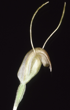 APII jpeg image of Diplodium setulosum  © contact APII