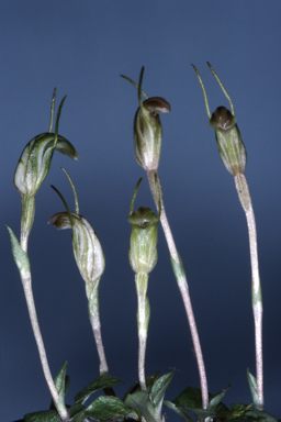 APII jpeg image of Diplodium voigtii  © contact APII