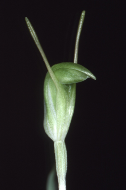 APII jpeg image of Pterostylis pyramidalis  © contact APII