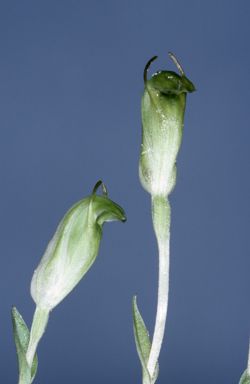 APII jpeg image of Pterostylis voigtii  © contact APII