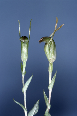 APII jpeg image of Pterostylis solomonii  © contact APII