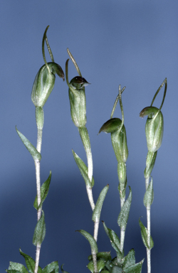 APII jpeg image of Pterostylis solomonii  © contact APII