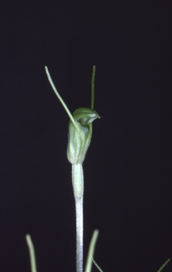 APII jpeg image of Pterostylis nana  © contact APII
