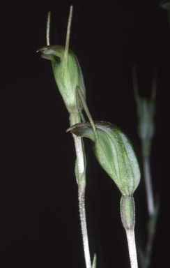 APII jpeg image of Pterostylis nana  © contact APII