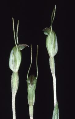 APII jpeg image of Pterostylis nana  © contact APII