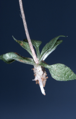 APII jpeg image of Diplodium parvum  © contact APII