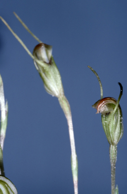 APII jpeg image of Pterostylis parva  © contact APII