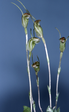APII jpeg image of Pterostylis parva  © contact APII