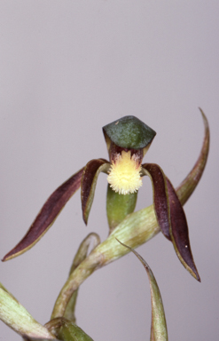 APII jpeg image of Lyperanthus serratus  © contact APII