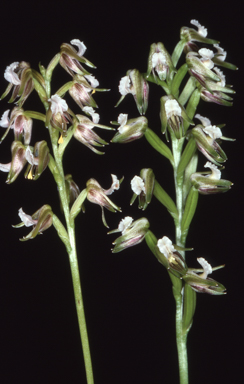 APII jpeg image of Prasophyllum parvifolium  © contact APII