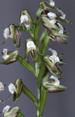 APII jpeg image of Prasophyllum parvifolium  © contact APII