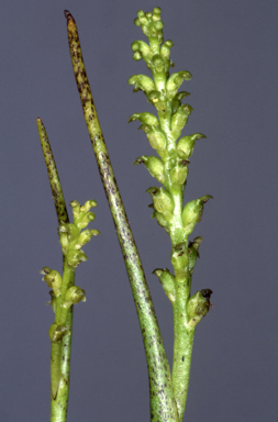 APII jpeg image of Microtidium atratum  © contact APII