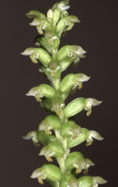 APII jpeg image of Microtis eremaea  © contact APII