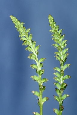 APII jpeg image of Microtis media  © contact APII