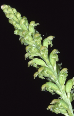 APII jpeg image of Microtis media  © contact APII