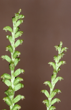 APII jpeg image of Microtis media subsp. quadrata  © contact APII