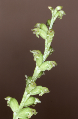 APII jpeg image of Microtis media subsp. quadrata  © contact APII