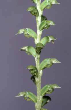 APII jpeg image of Microtis eremicola  © contact APII