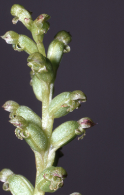 APII jpeg image of Microtis unifolia  © contact APII