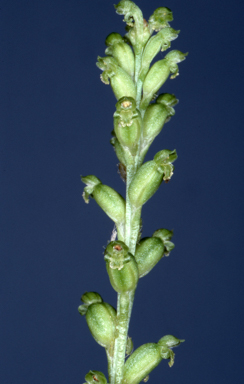 APII jpeg image of Microtis unifolia  © contact APII