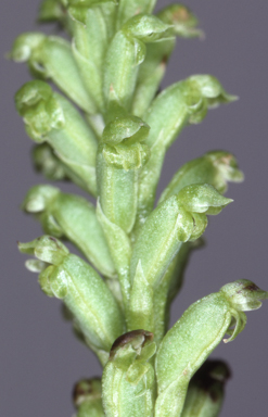 APII jpeg image of Microtis arenaria  © contact APII