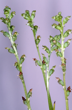 APII jpeg image of Microtis oblonga  © contact APII