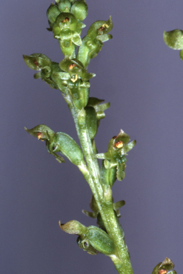 APII jpeg image of Microtis oblonga  © contact APII