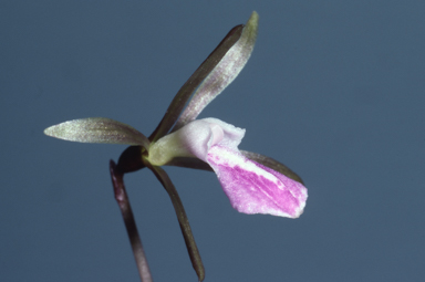 APII jpeg image of Nervilia unifolia  © contact APII