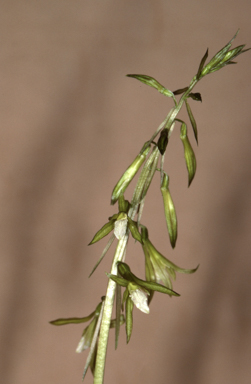 APII jpeg image of Nervilia aragoana  © contact APII