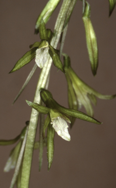 APII jpeg image of Nervilia aragoana  © contact APII